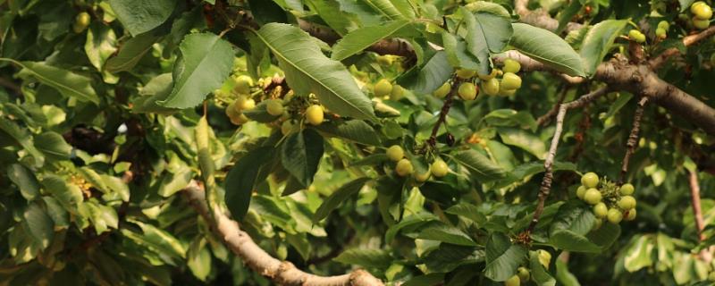 磷酸二氢钾的关键使用期在什么时候，膨果期正确使用它可以达到事半功倍的效果