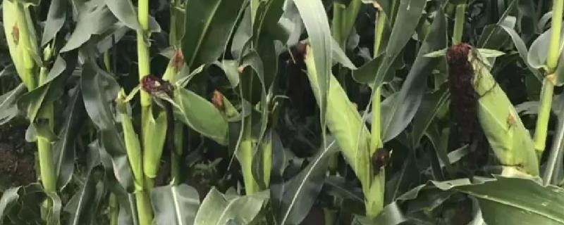 纯玉958玉米品种详细特征简介，夏播时期的生育期约为96天到103天