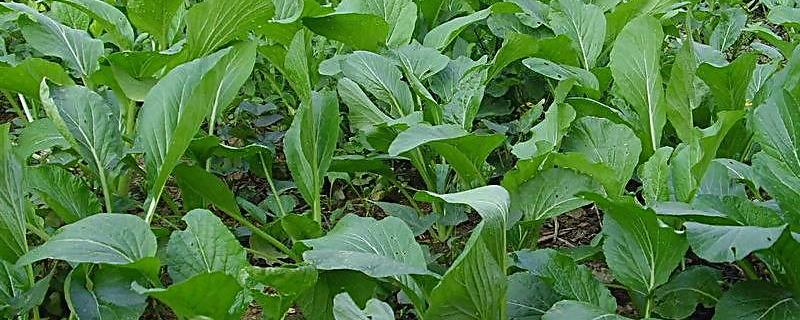 乳油型农药究竟应当如何正确使用，拌种是否真的具备良好的杀菌效果