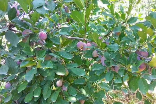 西梅防虫办法,物理防治和化学防治各有优势