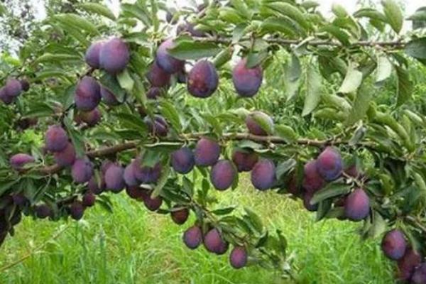 西梅防虫办法,物理防治和化学防治各有优势