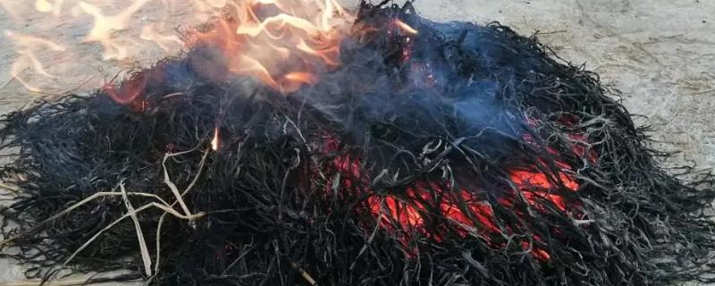 大棚蔬菜施用草木灰究竟有哪些好处，而其肥效一般能够持续约10至15天