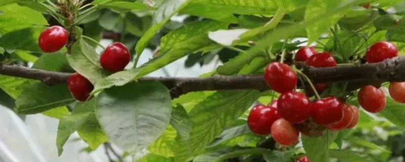 车厘子的市场价格是多少，由于品种不同导致它们的价格也各不相同