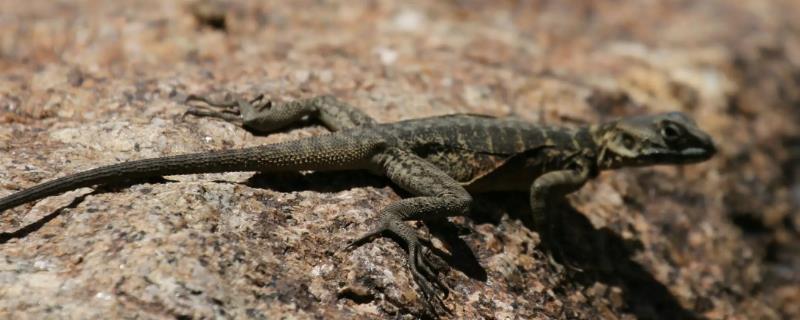 蜥蜴外出活动的具体时间是什么，野生蜥蜴通常会在白天外出寻找食物