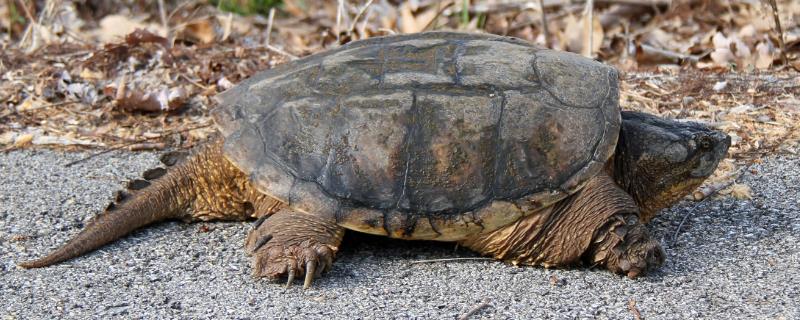 大鳄龟为什么不肯吃东西，常见的诱发原因主要有这三种
