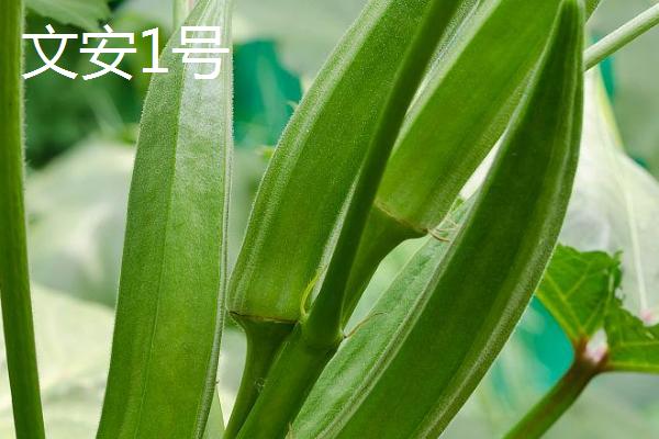 黄秋葵的品种有哪些,可分为矮秆型和高秆型