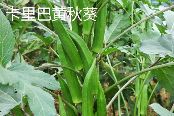 黄秋葵的品种有哪些,可分为矮秆型和高秆型
