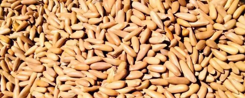 巴西松子具体是什么松树品种