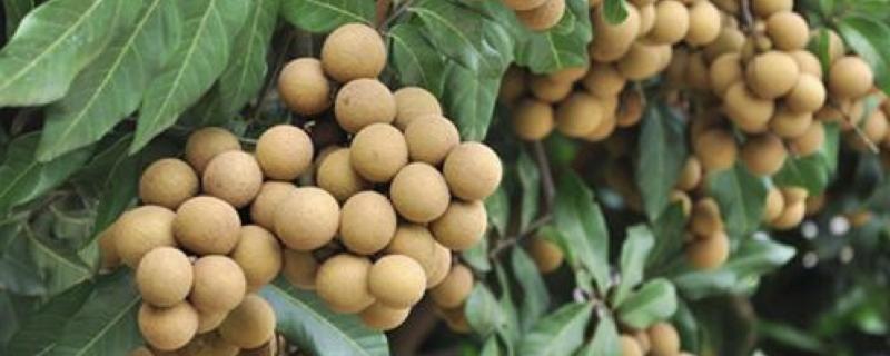 在阳台种植龙眼树大约需要多久才能结果