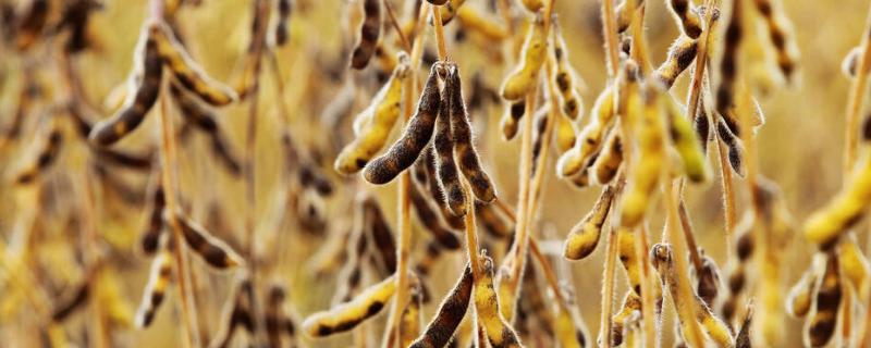 齐黄34大豆品种的详细特征介绍