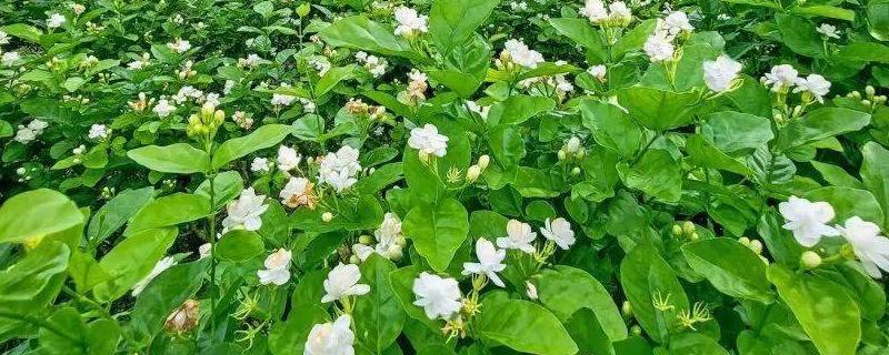 那些代表着自由寓意的花卉