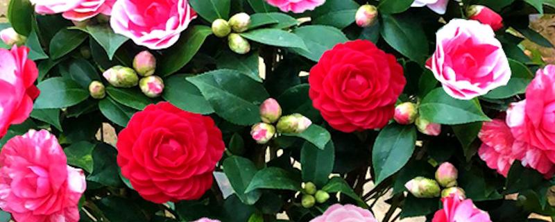 茶花有哪些风水作用以及相关禁忌