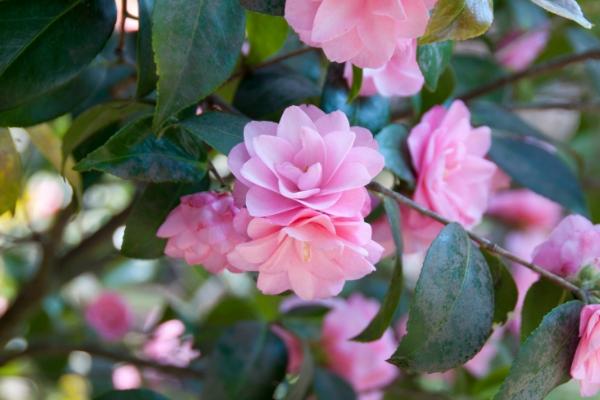 茶花的风水作用禁忌
