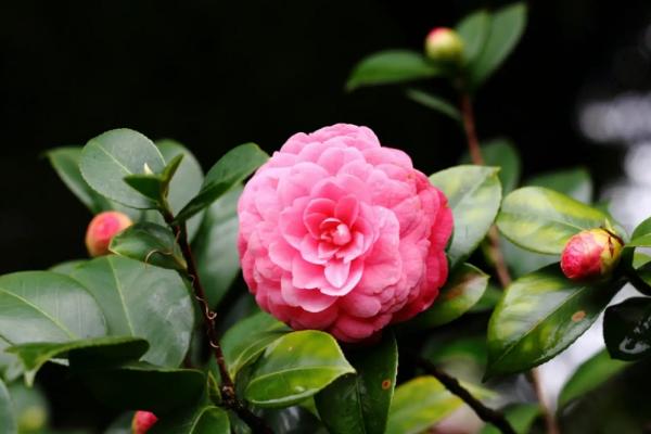 茶花的风水作用禁忌