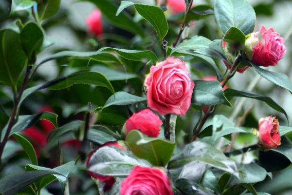 茶花的风水作用禁忌