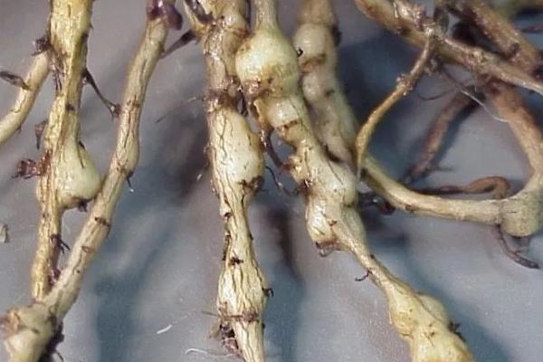 根结线虫的危害,是一种植物寄生性线虫