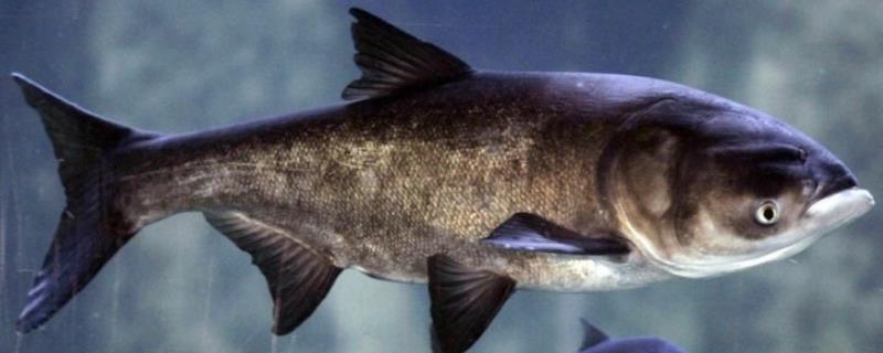 花鲢和鳙鱼有哪些区别，它们是否属于同一种鱼类呢