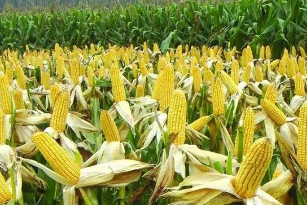 纯玉958玉米品种简介,夏播生育期96-103天
