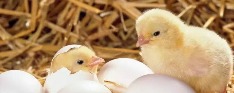 小鸡拉黄稀屎该吃什么药治疗，必须查清原因后再对症下药