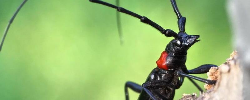 天牛平时吃什么食物呢