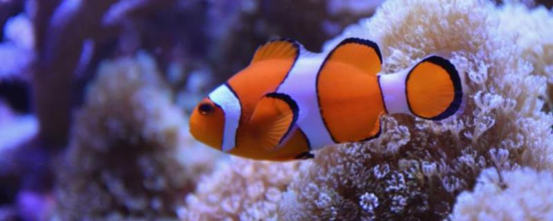 小丑鱼进食什么食物能够快速生长，肉类和颗粒饲料全都可以进行投喂