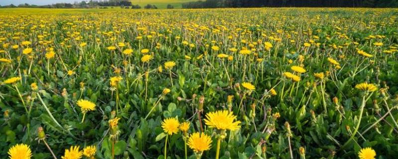 蒲公英需要使用什么样的肥料，施肥类型主要取决于其生长阶段