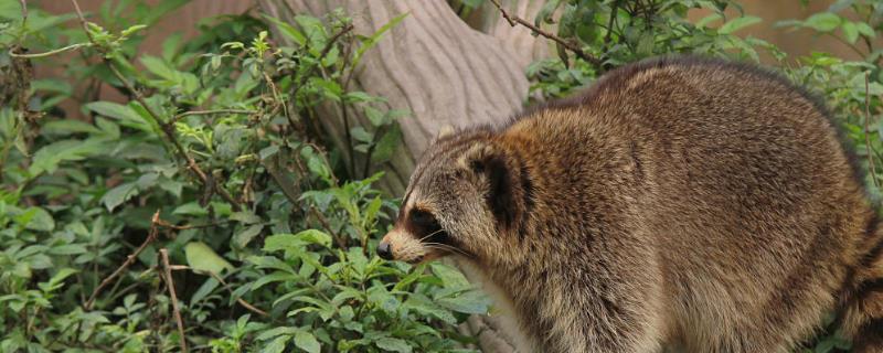 究竟该如何科学合理地使用兽药，具体用药类型必须依据精准的诊断结果来确定