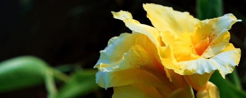 美人蕉的主要产地在哪里，它们原产于美洲以及印度和马来半岛地区