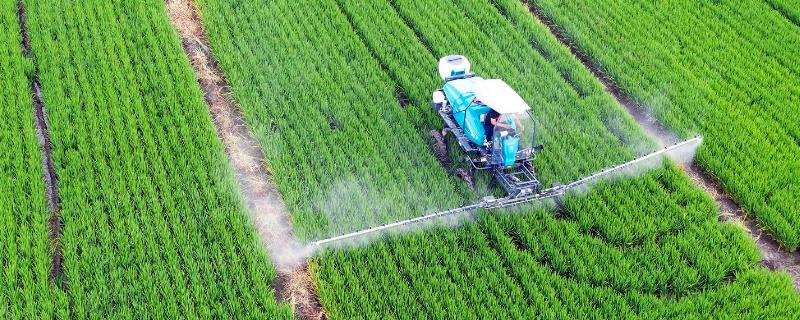 农药施用有哪些误区，为何常常出现盲目用药