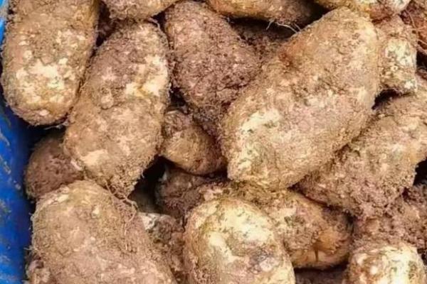 天麻的收获时间,秋季和冬季均可收获