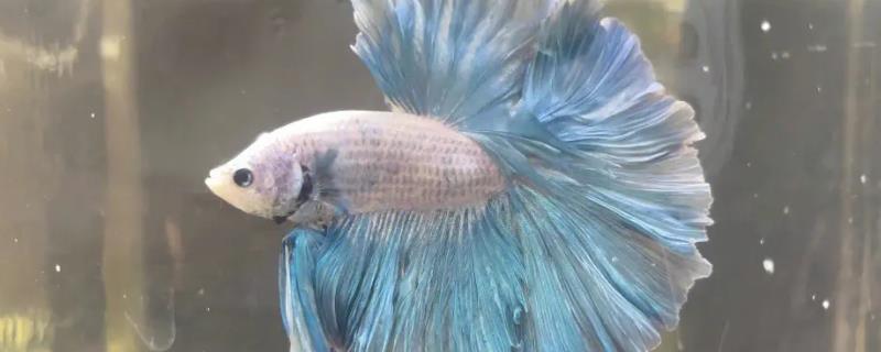 泰国斗鱼究竟会不会吃掉小鱼，这种性情凶猛的鱼类是否会吞食体型较小的鱼种