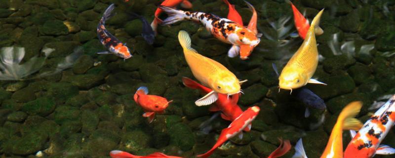 鱼缸里的锦鲤应该怎样进行喂食，建议尽量做到定时并且定量