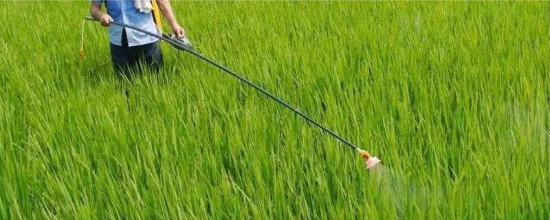 植物生长调节剂的具体作用有哪些，它可以有效促进种子发芽