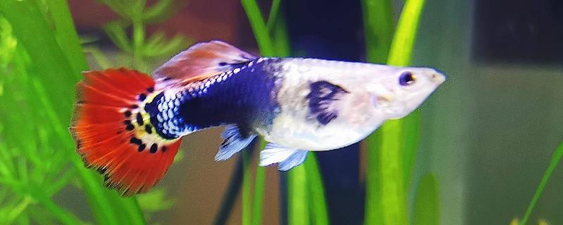 缎带孔雀鱼的具体来源是什么，它是否属于一种基因遗传现象