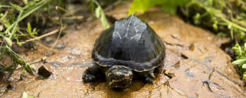 应该如何正确挑选麝香龟，头部纹路分布较多通常表示品相更好