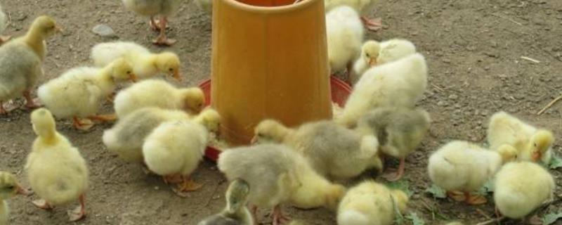 小鹅拉白粪的情况应该如何处理，可以为其提供营养均衡的饲料和足够清洁的饮水