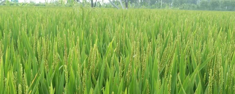 2甲灭草松会对水稻产生危害吗，没有危害的话大家可以放心去使用