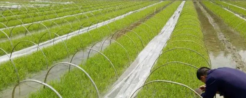 水稻育秧方法有哪些，播种以后可以灌溉一层浅水吗