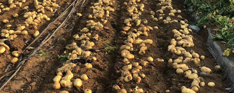 种植土豆的发展前景如何，目前部分土豆市场的交易情况略显低迷
