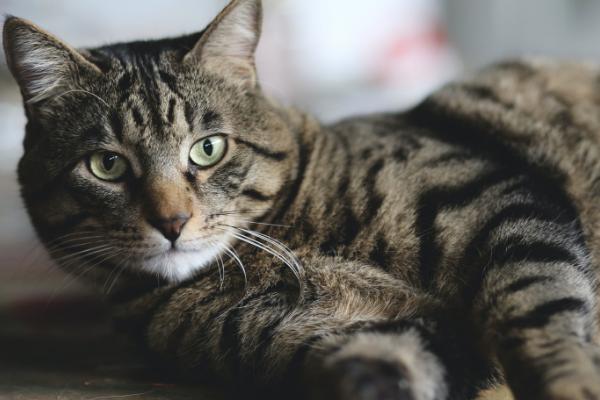 猫喝醋会不会死,猫咪讨厌酸味