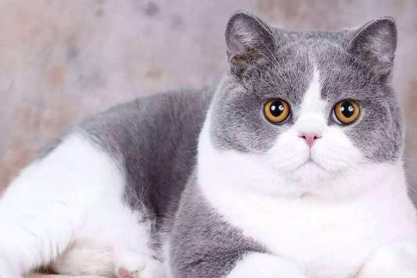猫喝醋会不会死,猫咪讨厌酸味