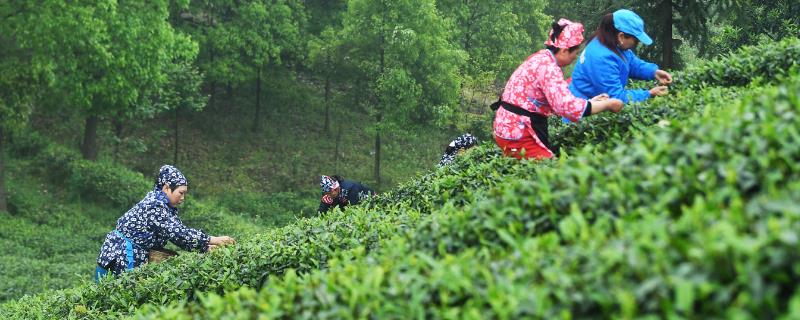 应当如何在成年的茶园中科学采收茶叶，采摘时应贯彻采养兼顾的基本原则