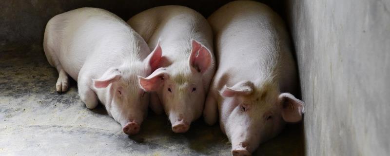 猪咬尾巴这种情况该怎么办，可以尝试在尾巴上面涂抹一些带有苦味的药物