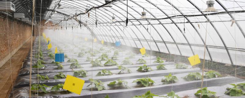 日光温室越冬管理技术有哪些，需要想办法提高温室的密封性