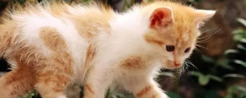 流浪猫真的可以直接带回家吗，确实可以带回家但是必须及时去医院检查身体状况