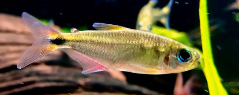 灯鱼的详细繁殖方法有哪些，受精后的雌鱼一般会通过什么方式产卵