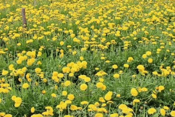 蒲公英使用什么肥料,施肥类型取决于生长阶段