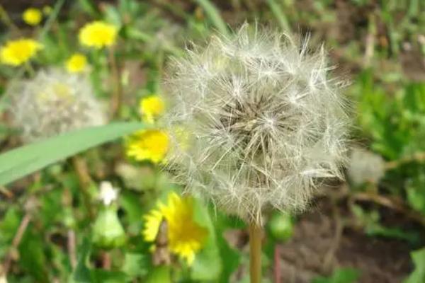 蒲公英使用什么肥料,施肥类型取决于生长阶段