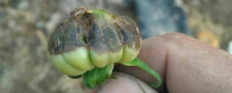 西红柿果实顶部为什么会变黑，浇水太频繁或温度不合适以及肥料过量都会引发发黑现象