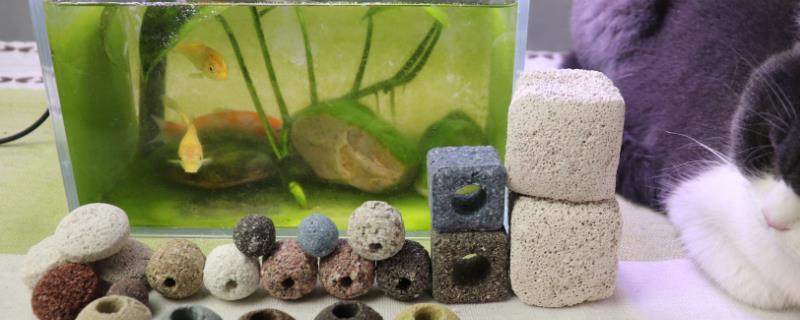 细菌屋放多少个比较合适，其实能放多少就尽量放多少